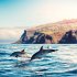 Delfine/Dolphins 2026 - Bild 7
