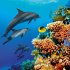 Delfine/Dolphins 2026 - Bild 8