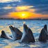 Delfine/Dolphins 2026 - Bild 10