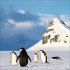 Pinguine 2026 - Bild 13