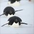 Pinguine 2026 - Bild 3