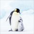 Pinguine 2026 - Bild 5
