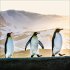 Pinguine 2026 - Bild 10