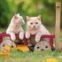 Cats 2026 - Bild 7