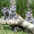 Cats 2026 - Bild 9