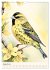 Alle Vögel sind schon da (Wandkalender... - Bild 14