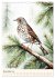 Alle Vögel sind schon da (Wandkalender... - Bild 4