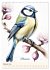 Alle Vögel sind schon da (Wandkalender... - Bild 8