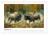 Wilde Rinder (Wandkalender 2026 DIN A4... - Bild 15