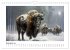 Wilde Rinder (Wandkalender 2026 DIN A4... - Bild 5