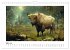 Wilde Rinder (Wandkalender 2026 DIN A4... - Bild 9