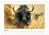 Wilde Rinder (Wandkalender 2026 DIN A4... - Bild 10