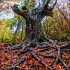 Magische Wälder 2026 - Bild 11