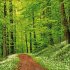 Magische Wälder 2026 - Bild 5