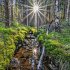 Magische Wälder 2026 - Bild 8