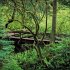 Magische Wälder 2026 - Bild 9