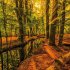 Magische Wälder 2026 - Bild 10