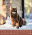 Schmusekatzen 2026 - Bild 2