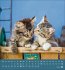 Schmusekatzen 2026 - Bild 11