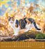 Schmusekatzen 2026 - Bild 12