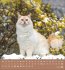 Schmusekatzen 2026 - Bild 13