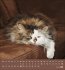 Schmusekatzen 2026 - Bild 3