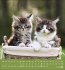 Schmusekatzen 2026 - Bild 4