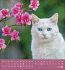 Schmusekatzen 2026 - Bild 5