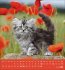 Schmusekatzen 2026 - Bild 6