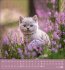 Schmusekatzen 2026 - Bild 9