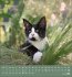 Schmusekatzen 2026 - Bild 10