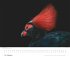 Tim Flach: Vögel 2026 - Posterkalender... - Bild 7