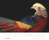 Tim Flach: Vögel 2026 - Posterkalender... - Bild 8