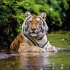 Big Cats 2026 - Bild 8