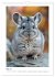 Chinchilla Parade (Wall Calendar 2026... - Bild 11