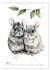 Chinchilla Parade (Wall Calendar 2026... - Bild 13