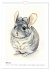 Chinchilla Parade (Wall Calendar 2026... - Bild 10