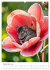 Forest babies asleep in flowers (High... - Bild 14