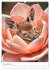 Forest babies asleep in flowers (High... - Bild 3