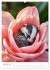 Forest babies asleep in flowers (High... - Bild 6
