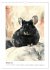 Chinchilla Parade (Wall Calendar 2026... - Bild 7