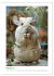 Chinchilla Parade (Wall Calendar 2026... - Bild 8