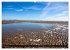 Insel Spiekeroog (Wandkalender 2026 DIN... - Bild 5