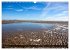 Insel Spiekeroog (Wandkalender 2026 DIN... - Bild 5