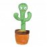 Tanzender Kaktus 