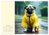 Gut behütete Hunde (Wandkalender 2026... - Bild 11