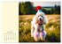 Gut behütete Hunde (Wandkalender 2026... - Bild 9