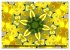 Natur im Kaleidoskop (Wandkalender 2026... - Bild 14