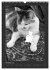 Katz & Maus (Wandkalender 2026 DIN A3... - Bild 4