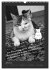 Katz & Maus (Wandkalender 2026 DIN A3... - Bild 7